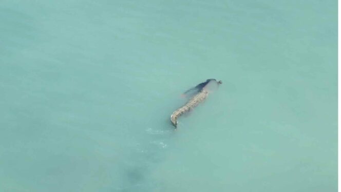 
					etik-detik buaya menerkam warga yang berenang di Teluk Palu, (Foto: Istimewa)