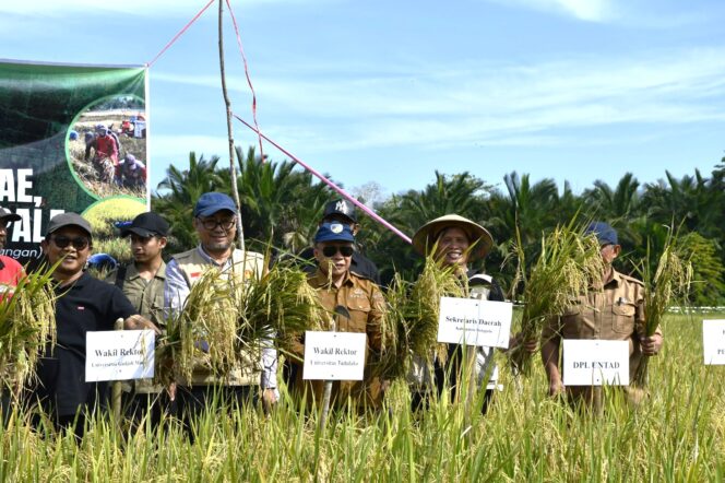 
					Wakil Rektor Bidang Akademik Prof. Dr. Eng. Ir. Andi Rusdin, S.T., M.T., M.Sc. Melakukan Panen Raya di Desa Limboro dan Desa Towale, Kecamatan Banawa Tengah, Kabupaten Donggala. (Foto: Istimewa)
