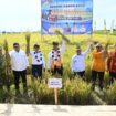 Gubernur Sulawesi Tengah Bersama Menteri Pertanian RI Melakukan Panen Raya Padi Sekaligus Tanam Padi dengan metode PM-AAS Di Kawasan Persawahan Dataran Toili. (Foto: Istimewa)