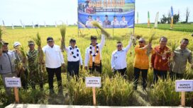 Gubernur Sulawesi Tengah Bersama Menteri Pertanian RI Melakukan Panen Raya Padi Sekaligus Tanam Padi dengan metode PM-AAS Di Kawasan Persawahan Dataran Toili. (Foto: Istimewa)